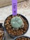 Lophophora Williamsii 4-5 cm 8 years old seed ownroot flower seedling ロフォフォラ　烏羽玉　仔吹き　サボテン