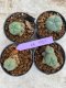 Lophophora Williamsii 4-5 cm 8 years old seed ownroot flower seedling ロフォフォラ　烏羽玉　仔吹き　サボテン