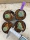 Lophophora Williamsii 4-5 cm 8 years old seed ownroot flower seedling ロフォフォラ　烏羽玉　仔吹き　サボテン