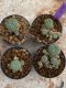 Lophophora Williamsii 4-5 cm 8 years old seed ownroot flower seedling ロフォフォラ　烏羽玉　仔吹き　サボテン