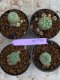 Lophophora Williamsii 4-5 cm 8 years old seed ownroot flower seedling ロフォフォラ　烏羽玉　仔吹き　サボテン