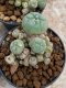 Lophophora Williamsii 4-5 cm 8 years old seed ownroot flower seedling ロフォフォラ　烏羽玉　仔吹き　サボテン