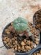 Lophophora Williamsii 4-5 cm 8 years old seed ownroot flower seedling ロフォフォラ　烏羽玉　仔吹き　サボテン