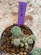 Lophophora Williamsii 4-5 cm 8 years old seed ownroot flower seedling ロフォフォラ　烏羽玉　仔吹き　サボテン