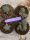 Lophophora Williamsii 4-5 cm 8 years old seed ownroot flower seedling ロフォフォラ　烏羽玉　仔吹き　サボテン