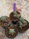 Lophophora Williamsii 4-5 cm 8 years old seed ownroot flower seedling ロフォフォラ　烏羽玉　仔吹き　サボテン