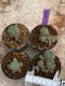 Lophophora Williamsii 4-5 cm 8 years old seed ownroot flower seedling ロフォフォラ　烏羽玉　仔吹き　サボテン