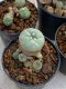 Lophophora Williamsii 4-5 cm 8 years old seed ownroot flower seedling ロフォフォラ　烏羽玉　仔吹き　サボテン