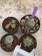 Lophophora Williamsii 4-5 cm 8 years old seed ownroot flower seedling ロフォフォラ　烏羽玉　仔吹き　サボテン