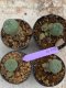 Lophophora Williamsii 4-5 cm 8 years old seed ownroot flower seedling ロフォフォラ　烏羽玉　仔吹き　サボテン