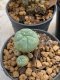 Lophophora Williamsii 4-5 cm 8 years old seed ownroot flower seedling ロフォフォラ　烏羽玉　仔吹き　サボテン