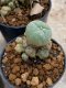 Lophophora Williamsii 4-5 cm 8 years old seed ownroot flower seedling ロフォフォラ　烏羽玉　仔吹き　サボテン