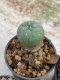 Lophophora Williamsii 4-5 cm 8 years old seed ownroot flower seedling ロフォフォラ　烏羽玉　仔吹き　サボテン