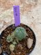 Lophophora Williamsii 4-5 cm 8 years old seed ownroot flower seedling ロフォフォラ　烏羽玉　仔吹き　サボテン