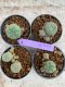 Lophophora Williamsii 4-5 cm 8 years old seed ownroot flower seedling ロフォフォラ　烏羽玉　仔吹き　サボテン