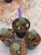 Lophophora Williamsii 4-5 cm 8 years old seed ownroot flower seedling ロフォフォラ　烏羽玉　仔吹き　サボテン