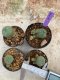 Lophophora Williamsii 4-5 cm 8 years old seed ownroot flower seedling ロフォフォラ　烏羽玉　仔吹き　サボテン