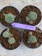 Lophophora Williamsii 4-5 cm 8 years old seed ownroot flower seedling ロフォフォラ　烏羽玉　仔吹き　サボテン