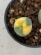 Lophophora Diffusa 2-3 cm 6 years old seed ownroot flower seedling ロフォフォラ　烏羽玉　仔吹き　サボテン