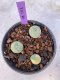 Lophophora Diffusa 2-3 cm 6 years old seed ownroot flower seedling ロフォフォラ　烏羽玉　仔吹き　サボテン