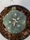 Lophophora Williamsii Variegata 4-5 cm 7 years old seed ownroot flower seedling ロフォフォラ　烏羽玉　仔吹き　サボテン