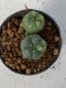 Lophophora Williamsii variegata 4-5 cm 7 years old seed ownroot flower seedling ロフォフォラ　烏羽玉　仔吹き　サボテン