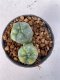 Lophophora Williamsii variegata 4-5 cm 7 years old seed ownroot flower seedling ロフォフォラ　烏羽玉　仔吹き　サボテン