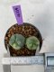 Lophophora Williamsii variegata 4-5 cm 7 years old seed ownroot flower seedling ロフォフォラ　烏羽玉　仔吹き　サボテン