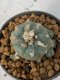 Lophophora Williamsii 4-5 cm 7 years old seed ownroot flower seedling ロフォフォラ　烏羽玉　仔吹き　サボテン