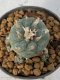 Lophophora Williamsii 4-5 cm 7 years old seed ownroot flower seedling ロフォフォラ　烏羽玉　仔吹き　サボテン