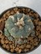 Lophophora Williamsii 4-5 cm 7 years old seed ownroot flower seedling ロフォフォラ　烏羽玉　仔吹き　サボテン