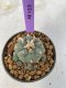 Lophophora Williamsii 4-5 cm 7 years old seed ownroot flower seedling ロフォフォラ　烏羽玉　仔吹き　サボテン