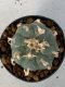 Lophophora Williamsii 4-5 cm 7 years old seed ownroot flower seedling ロフォフォラ　烏羽玉　仔吹き　サボテン