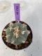Lophophora Williamsii 4-5 cm 7 years old seed ownroot flower seedling ロフォフォラ　烏羽玉　仔吹き　サボテン
