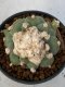 Lophophora Diffusa 6-7 cm 8 years old seed ownroot flower seedling ロフォフォラ　烏羽玉　仔吹き　サボテン