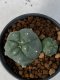 Lophophora Williamsii 5-7 cm 7 years old seed ownroot flower seedling ロフォフォラ　烏羽玉　仔吹き　サボテン