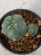 Lophophora Williamsii 5-7 cm 7 years old seed ownroot flower seedling ロフォフォラ　烏羽玉　仔吹き　サボテン