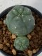 Lophophora Williamsii 5-7 cm 7 years old seed ownroot flower seedling ロフォフォラ　烏羽玉　仔吹き　サボテン