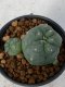 Lophophora Williamsii 5-7 cm 7 years old seed ownroot flower seedling ロフォフォラ　烏羽玉　仔吹き　サボテン