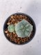 Lophophora Williamsii 5-7 cm 7 years old seed ownroot flower seedling ロフォフォラ　烏羽玉　仔吹き　サボテン