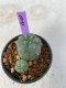 Lophophora Williamsii 5-7 cm 7 years old seed ownroot flower seedling ロフォフォラ　烏羽玉　仔吹き　サボテン