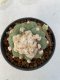 Lophophora Diffusa 6-7 cm 8 years old seed ownroot flower seedling ロフォフォラ　烏羽玉　仔吹き　サボテン