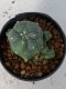 Lophophora Williamsii variegata 5-7 cm 7 years old seed ownroot flower seedling ロフォフォラ　烏羽玉　仔吹き　サボテン