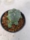 Lophophora Williamsii variegata 5-7 cm 7 years old seed ownroot flower seedling ロフォフォラ　烏羽玉　仔吹き　サボテン