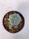 Lophophora Williamsii variegata 5-7 cm 7 years old seed ownroot flower seedling ロフォフォラ　烏羽玉　仔吹き　サボテン