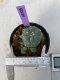 Lophophora Williamsii variegata 5-7 cm 7 years old seed ownroot flower seedling ロフォフォラ　烏羽玉　仔吹き　サボテン