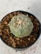 Lophophora Williamsii 5-7 cm 7 years old seed ownroot flower seedling ロフォフォラ　烏羽玉　仔吹き　サボテン