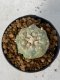 Lophophora Williamsii 5-7 cm 7 years old seed ownroot flower seedling ロフォフォラ　烏羽玉　仔吹き　サボテン