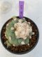 Lophophora Diffusa 6-7 cm 8 years old seed ownroot flower seedling ロフォフォラ　烏羽玉　仔吹き　サボテン