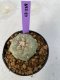 Lophophora Williamsii 5-7 cm 7 years old seed ownroot flower seedling ロフォフォラ　烏羽玉　仔吹き　サボテン